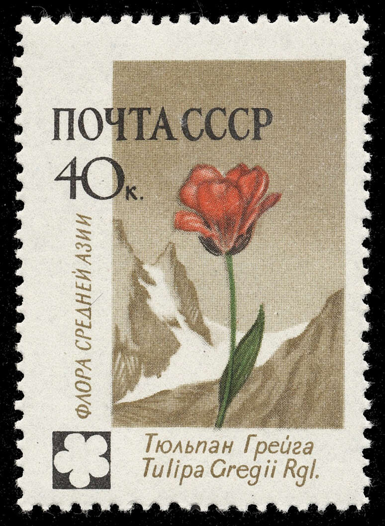 Image of Tulipa greigii Regel