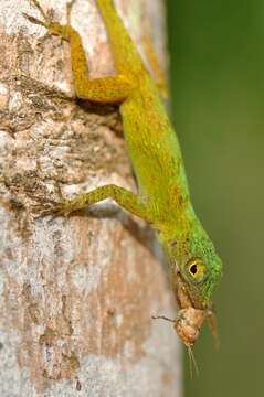 Image of Bark anole