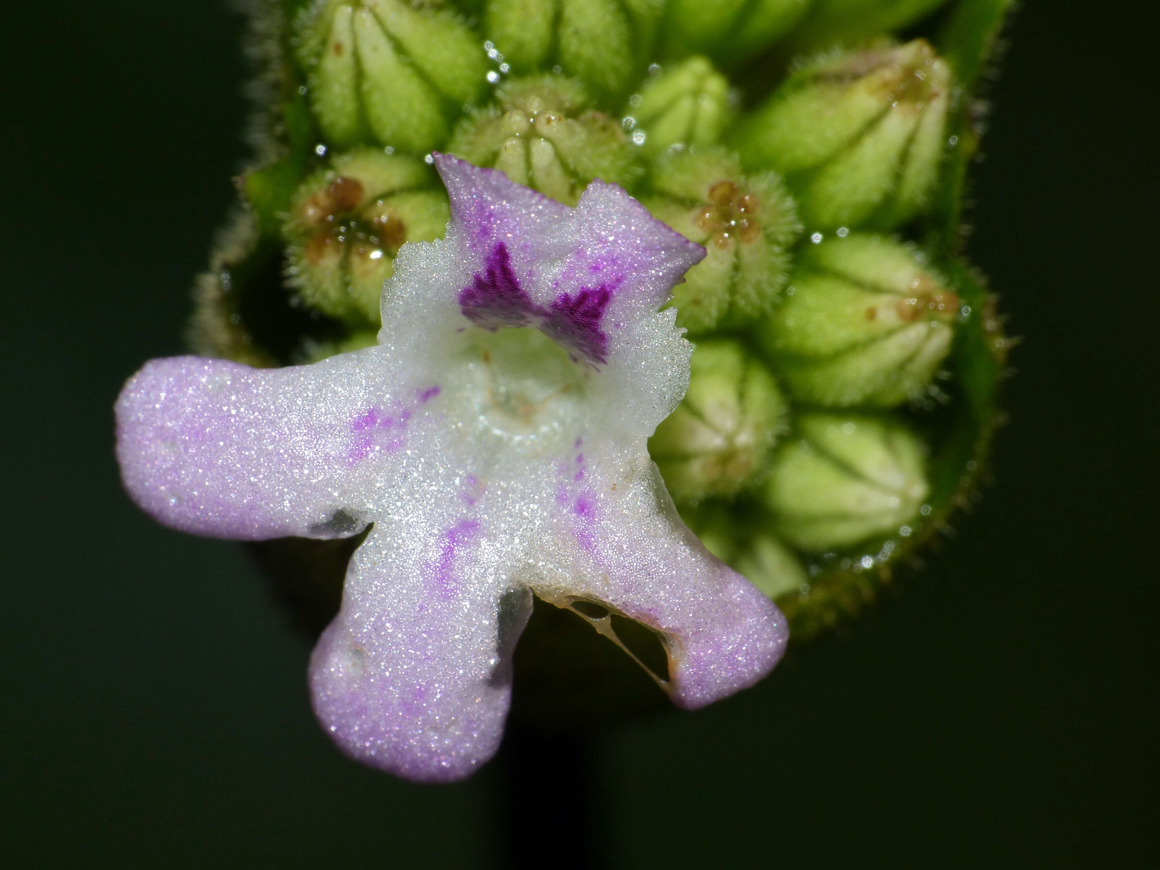 Image de Epithema sarawakense Hilliard & B. L. Burtt