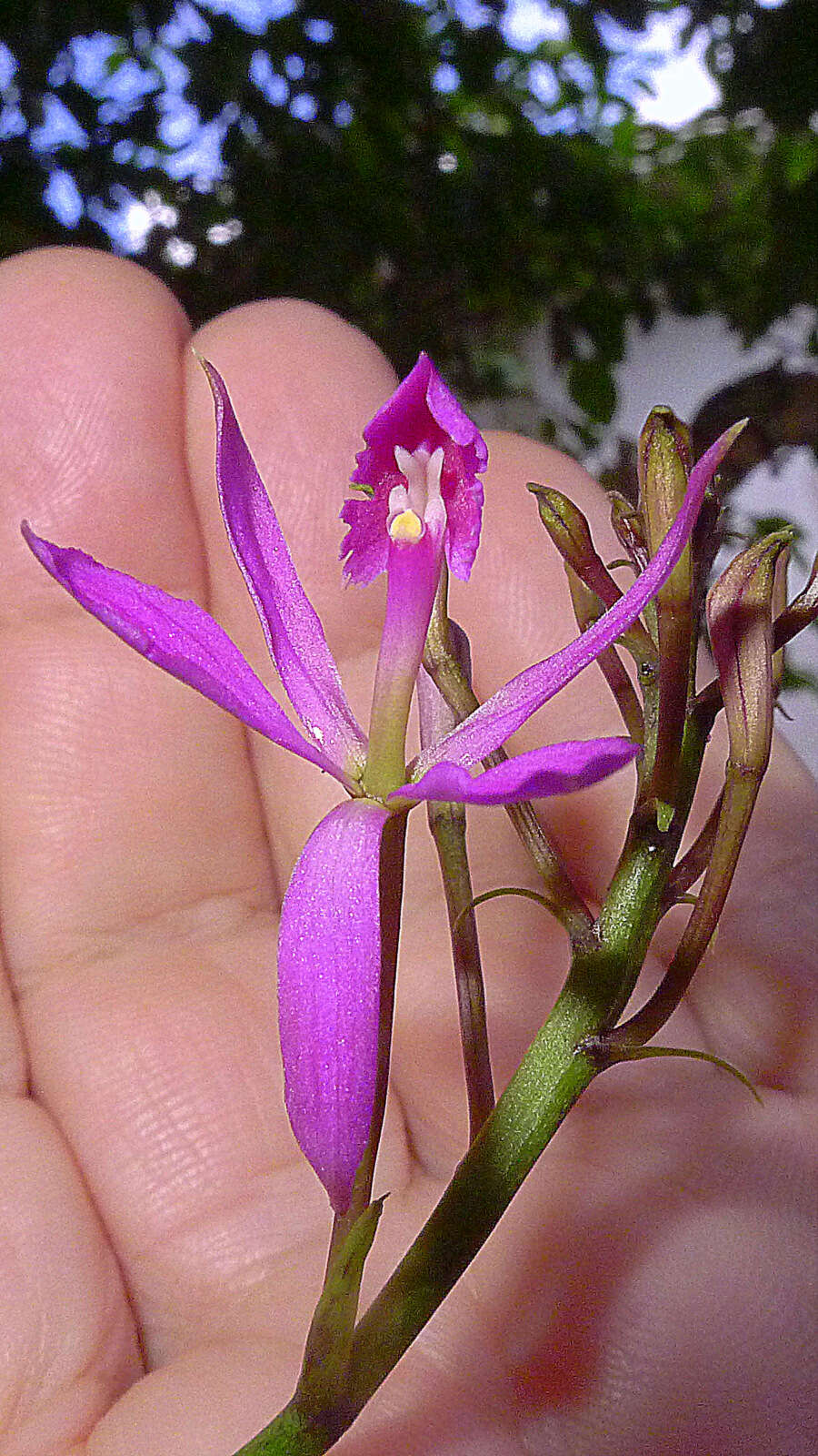 Image of Epidendrum flexuosum G. Mey.