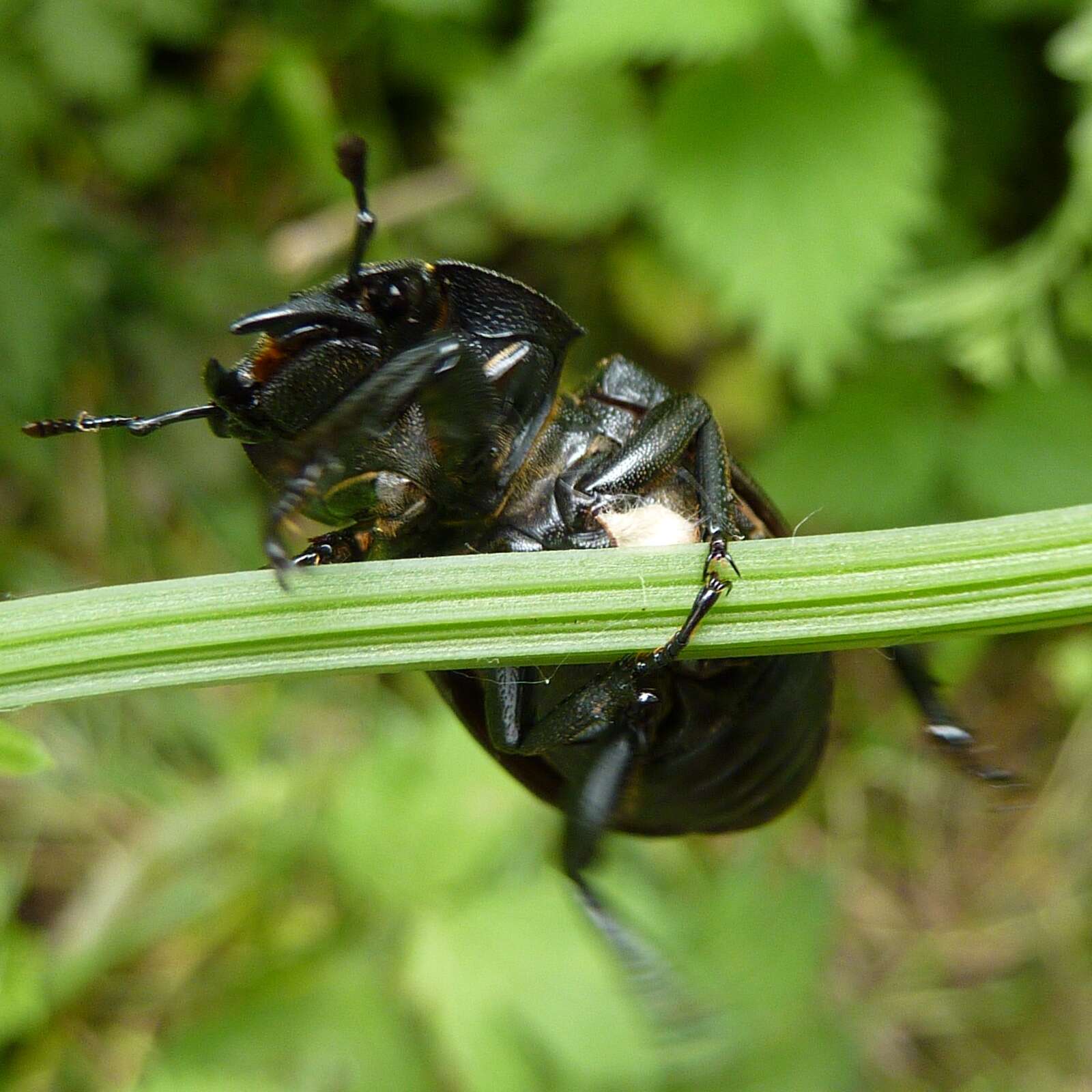 Image of Dorcus parallelipipedus (Linnaeus 1758)