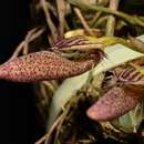 Imagem de Bulbophyllum mirum J. J. Sm.