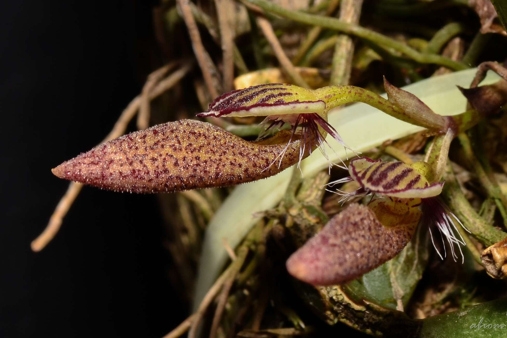 Imagem de Bulbophyllum mirum J. J. Sm.