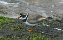 Image of ringed plover, common ringed plover