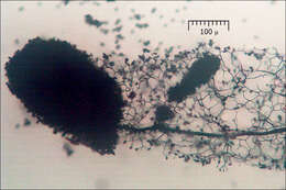 Image de Stemonitis Gleditsch 1753