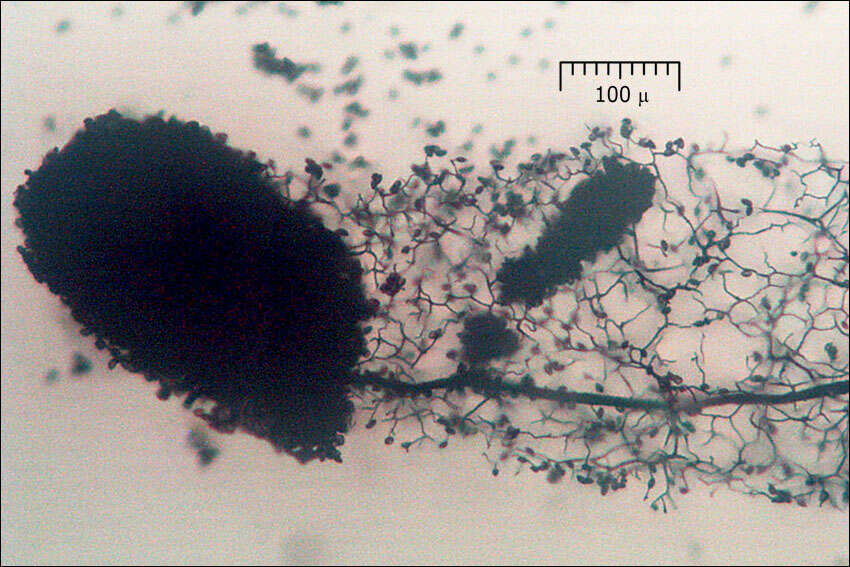 Image de Stemonitis Gleditsch 1753