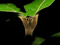 Image of Hiraea grandifolia Standl. & L. O. Williams