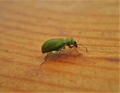 Image of Pine Needle Weevils