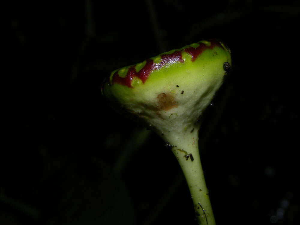 Image of Dorstenia choconiana S. Wats.