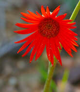 Image of Barberton daisy