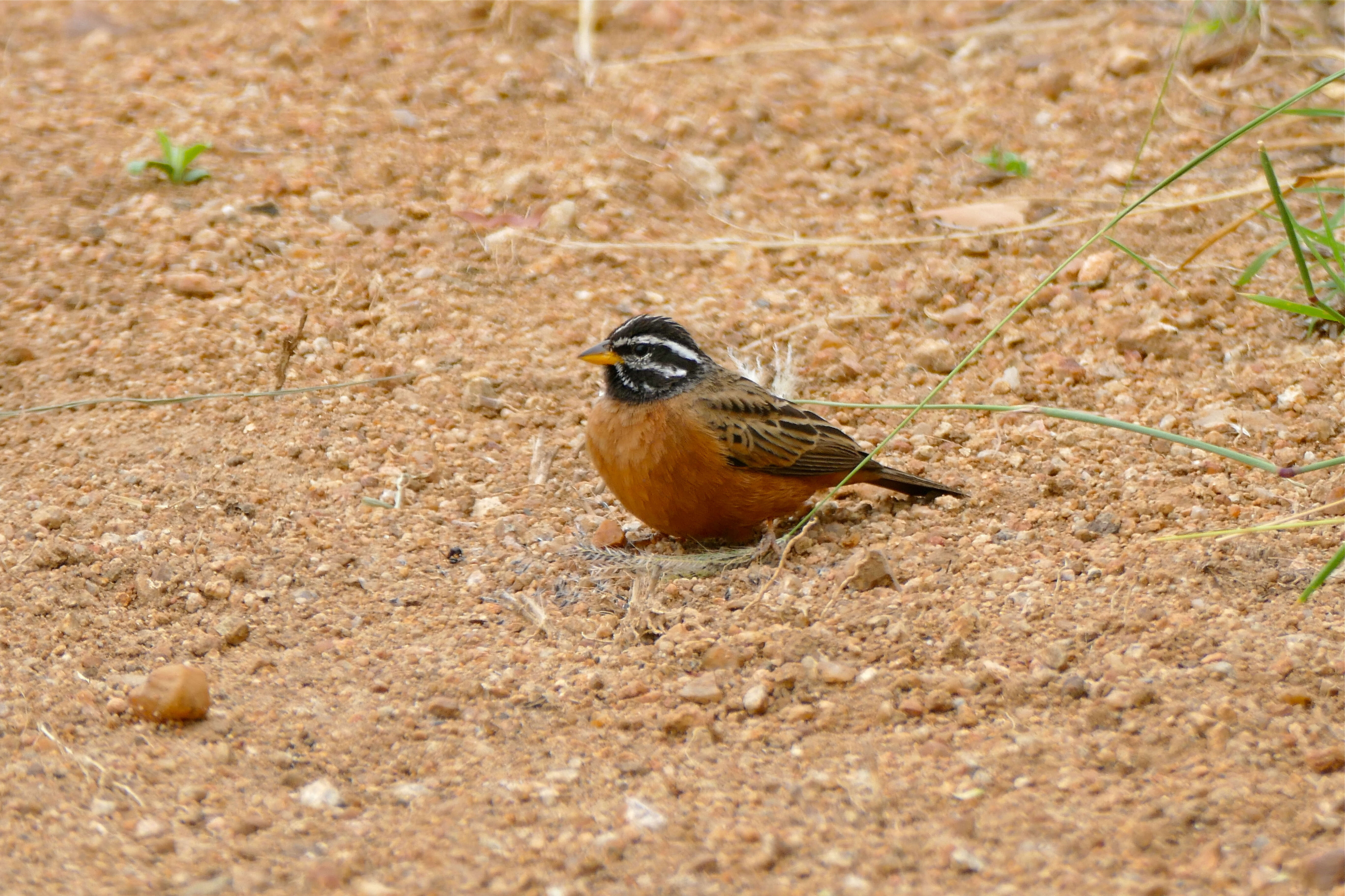 Image of Cinnamon-breasted Bunting