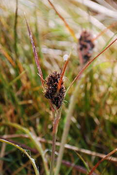 Image of Luzula crinita Hook. fil.