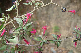 Image of Fuchsia microphylla Kunth