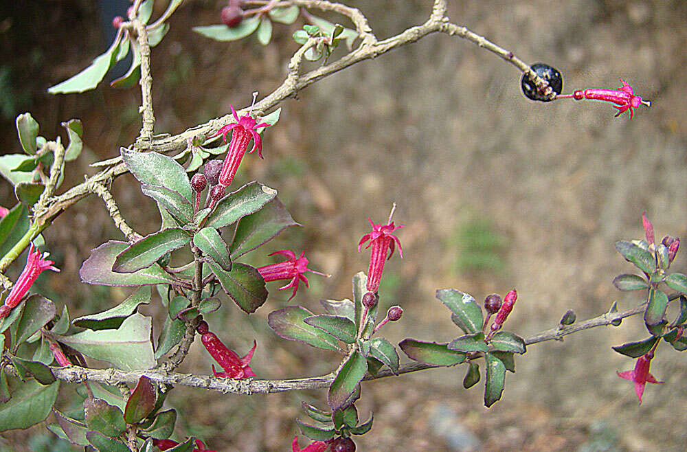 Image of Fuchsia microphylla Kunth