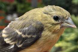 Image of Lesser Goldfinch