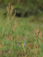 Image of Narrow-Leaf Sorrel