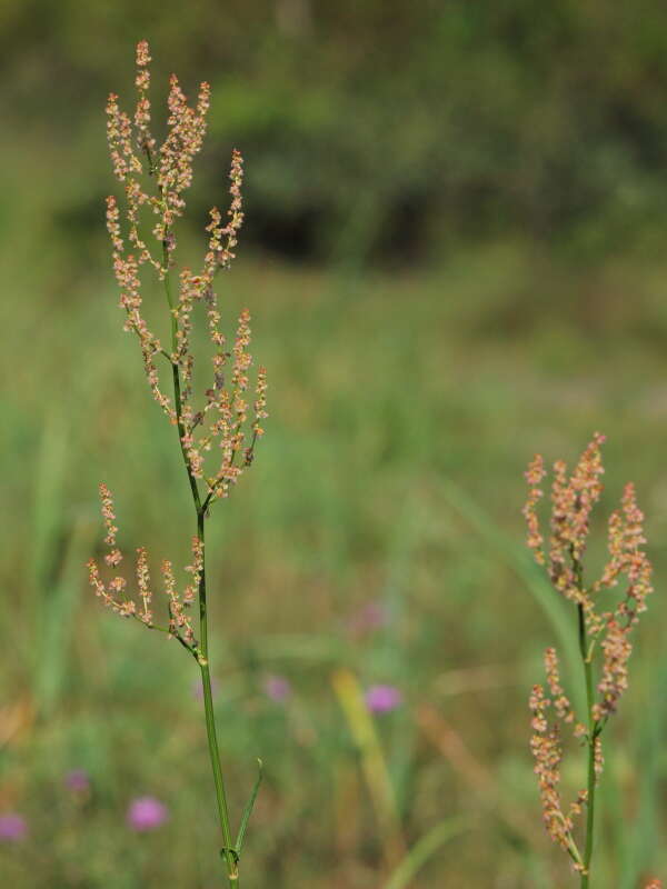 Image of Narrow-Leaf Sorrel