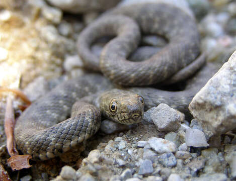 Image of Dice Snake