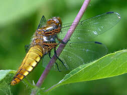 Image of Libellula Linnaeus 1758