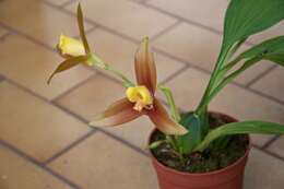 Image of lycaste