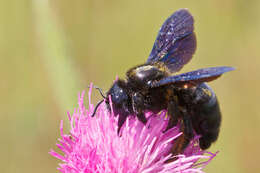 Image of carpenter bee