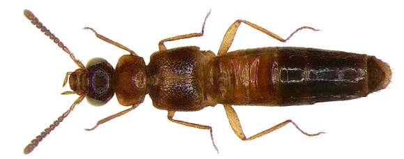 Image of Zyras (Camonia) tsavicola Pace 2008