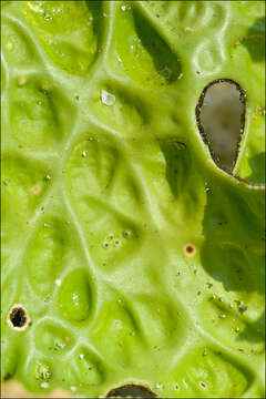 Image of Lungwort