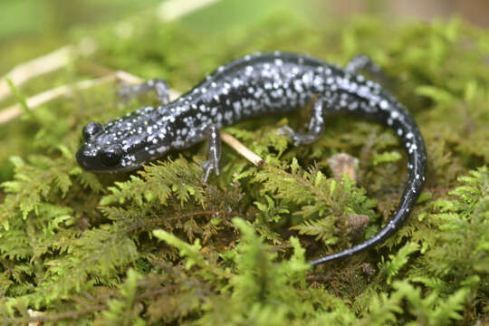 Image of White-spotted Slimy Salamander