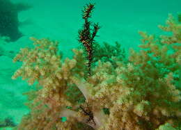 Image of Ornate ghost pipefish