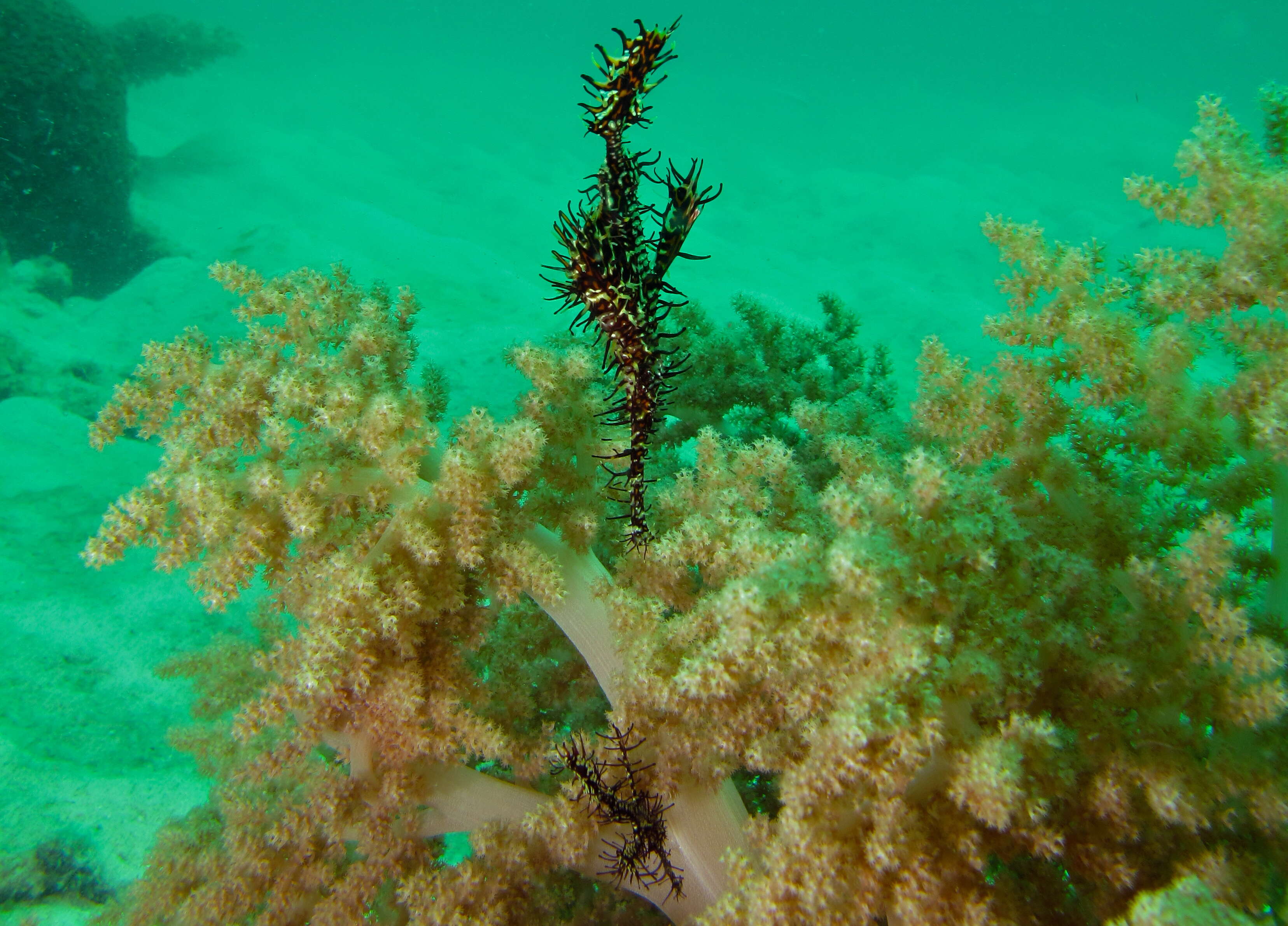 Image of ghost pipefishes