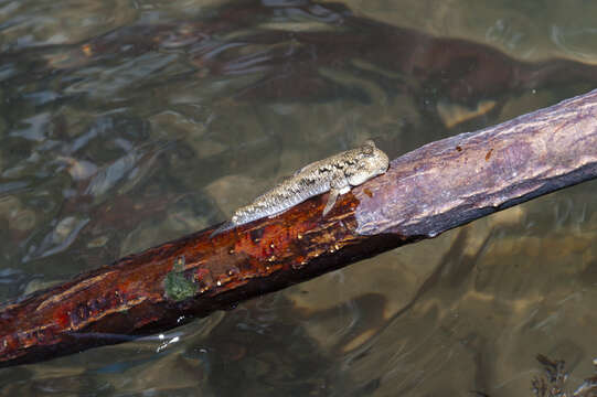 Image of Barred mudskipper