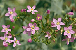 Image of slender centaury