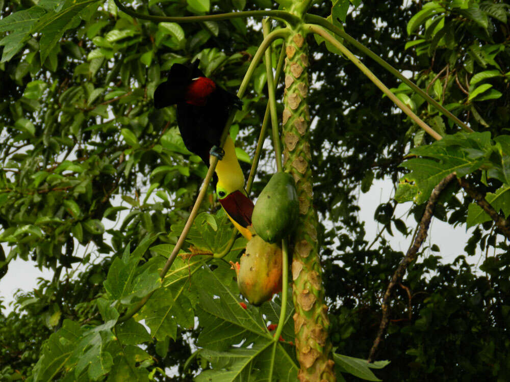 Image of papaya