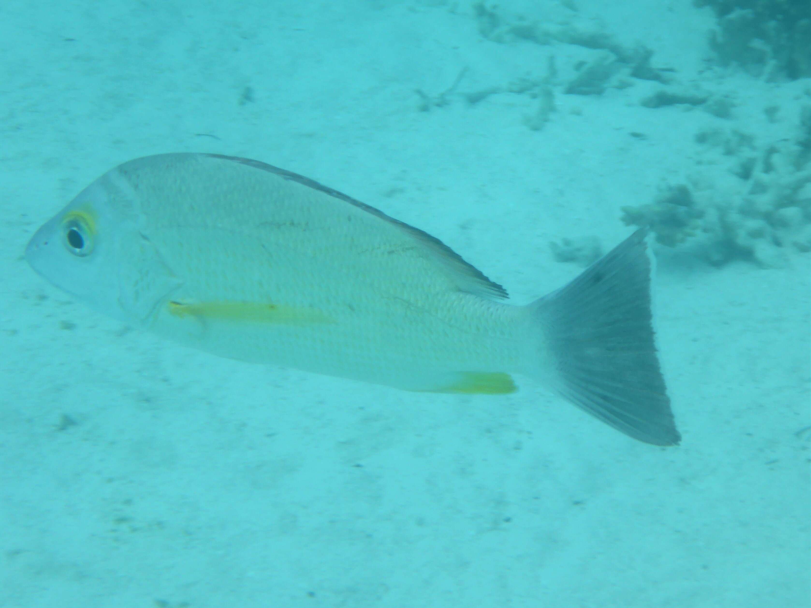 Image of Blacktail snapper