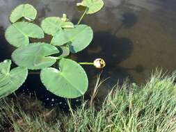 Image of pond-lily
