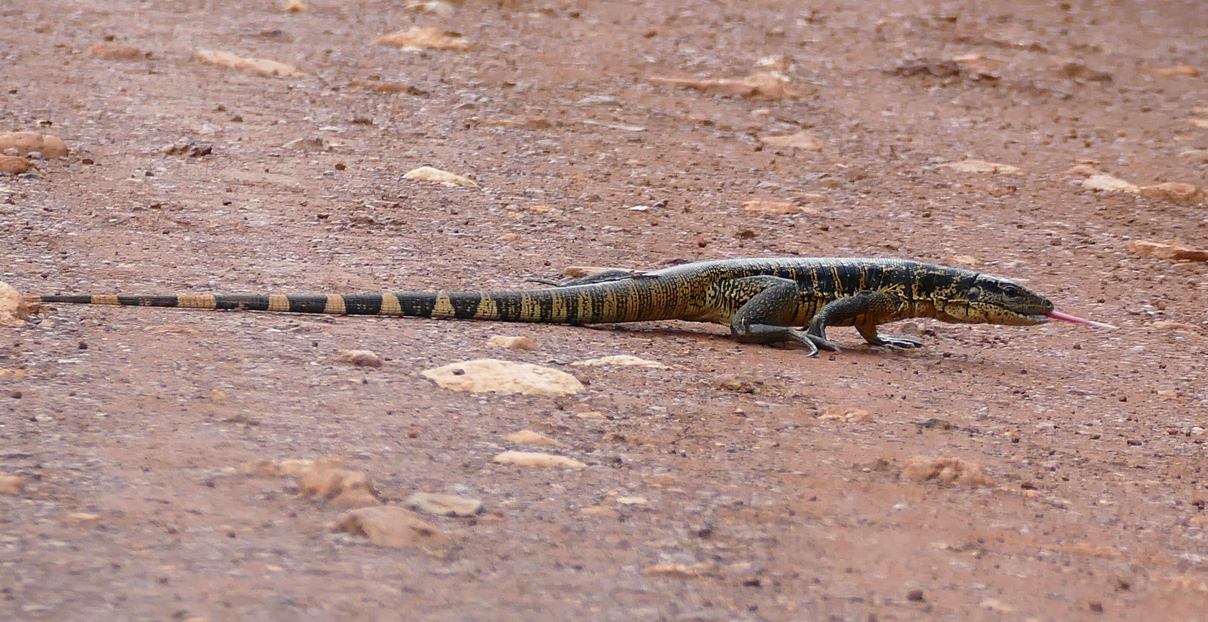 Image of Tupinambis Daudin 1803