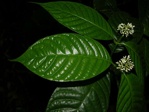 صورة Palicourea acuminata (Benth.) Borhidi