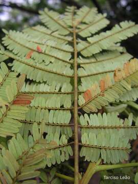 Image of albizia