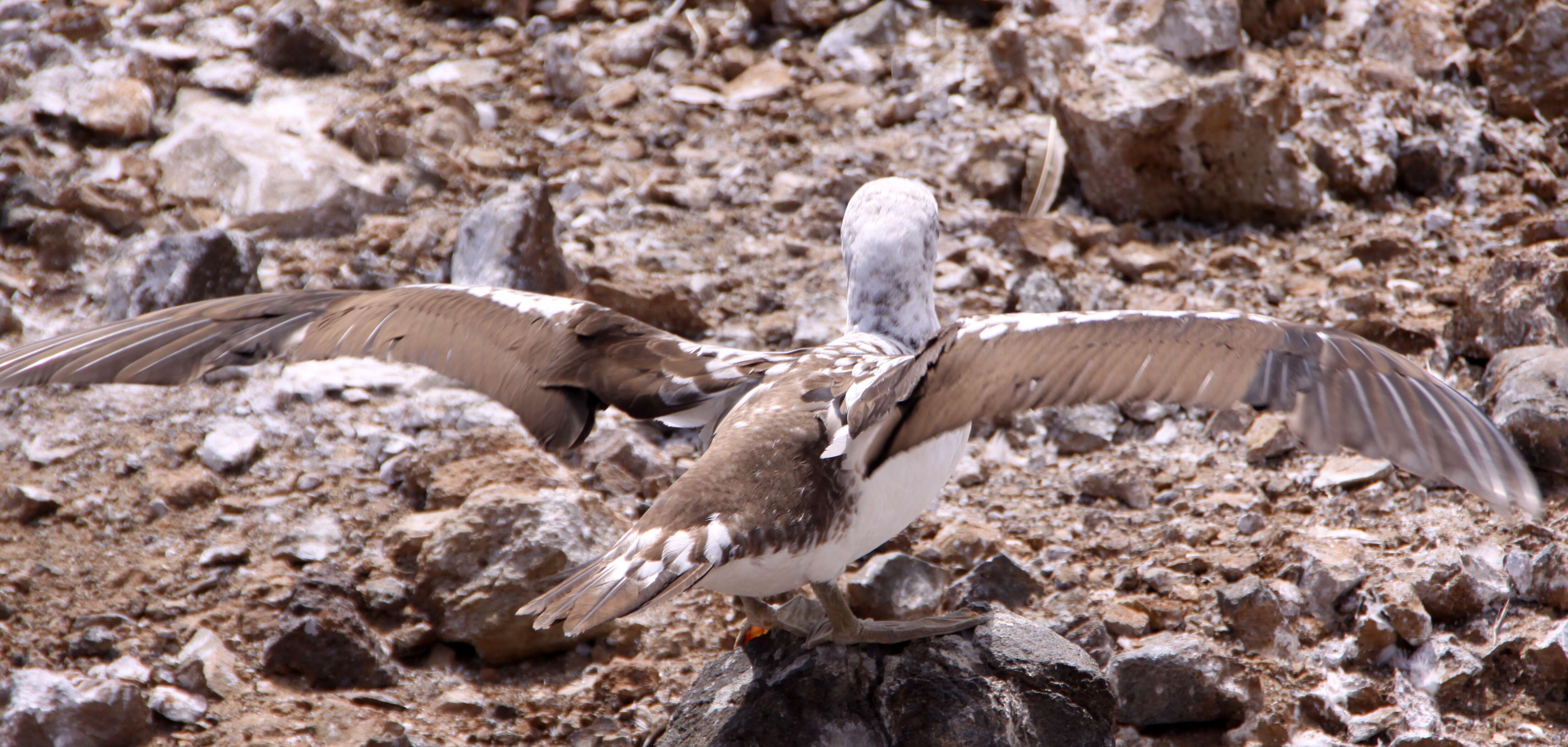 Image of gannets and boobies