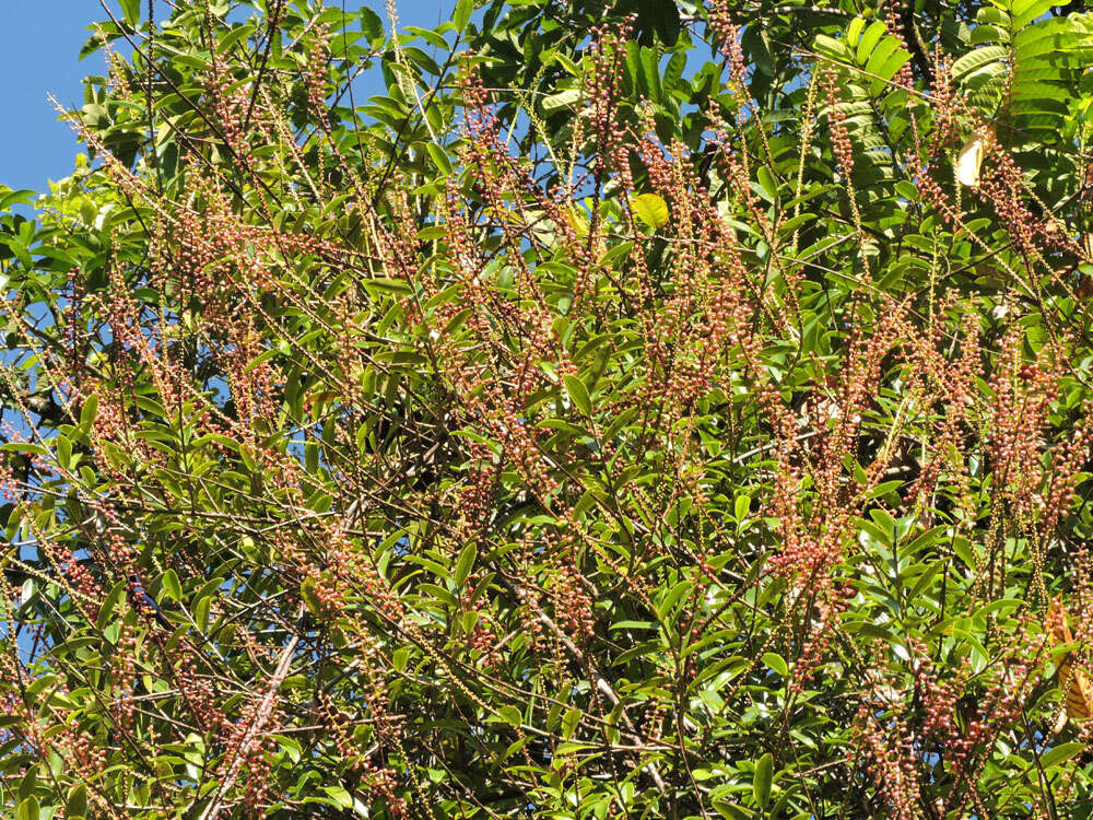 Image of Sarcopera sessiliflora (Triana & Planch.) H. G. Bedell