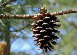 Image of Pine