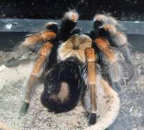 Image of Mexican Bloodleg Tarantula