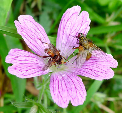 Image of Sicus ferrugineus (Linnaeus 1761)