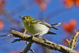 Image of Vireo Vieillot 1808