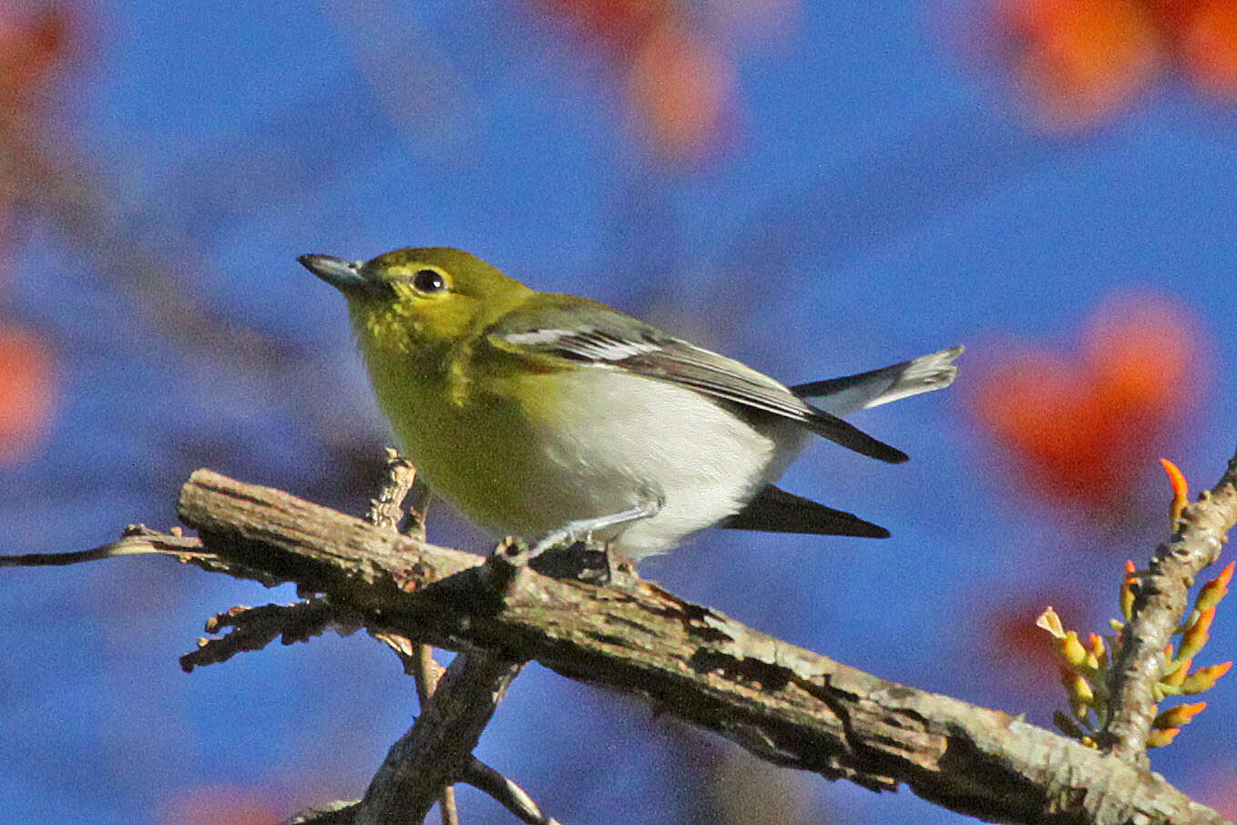 Image of Vireo Vieillot 1808