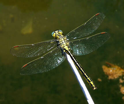 Image of Western Clubtail