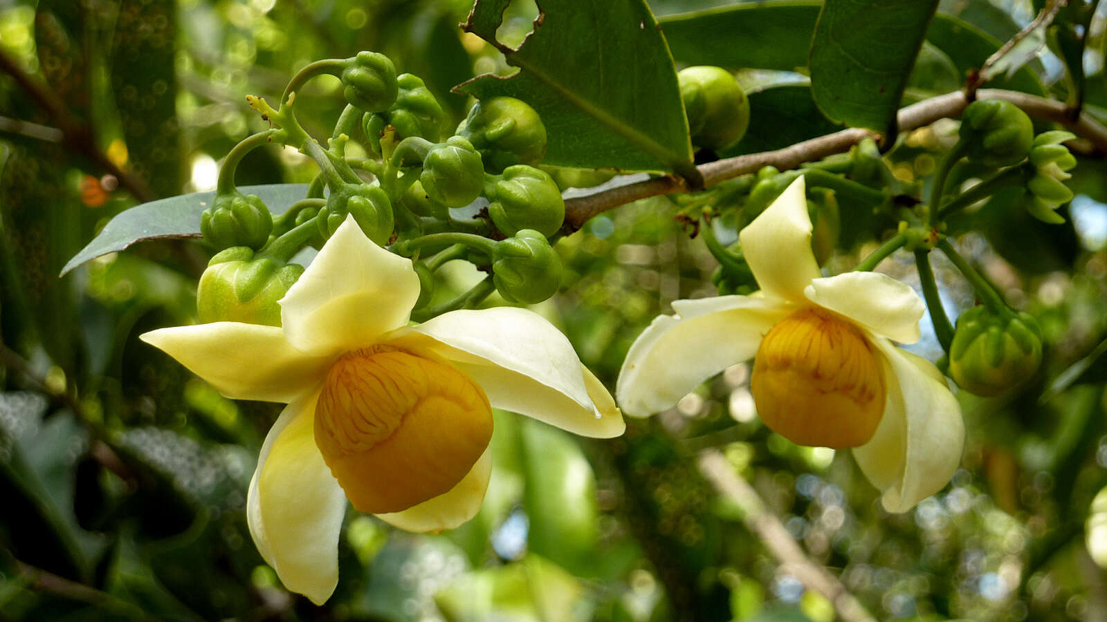 Imagem de Eschweilera ovata (Cambess.) Mart. ex Miers