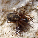 Image of Lace webbed spider