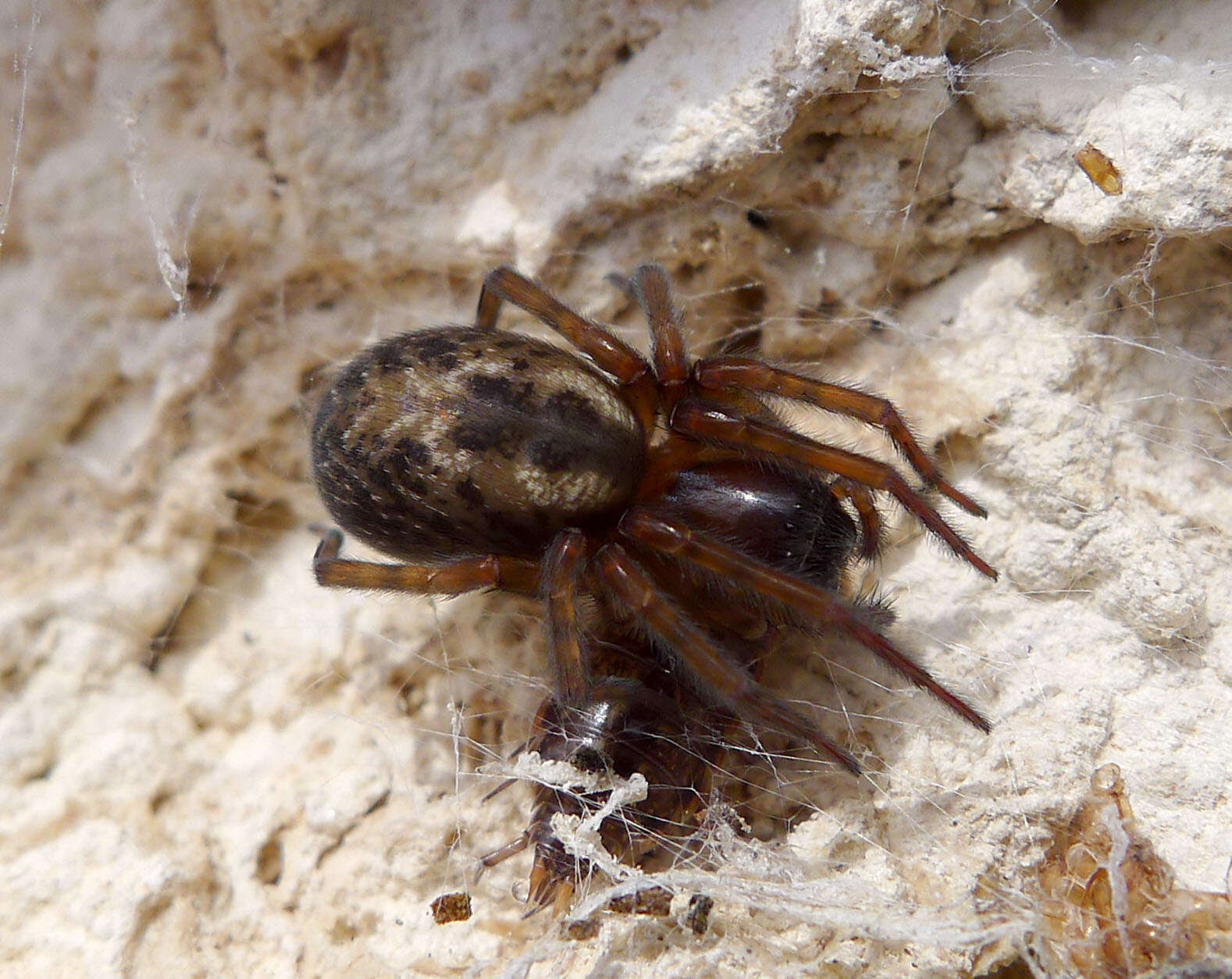 Image of Lace webbed spider