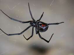 Image of Western Black Widow spider